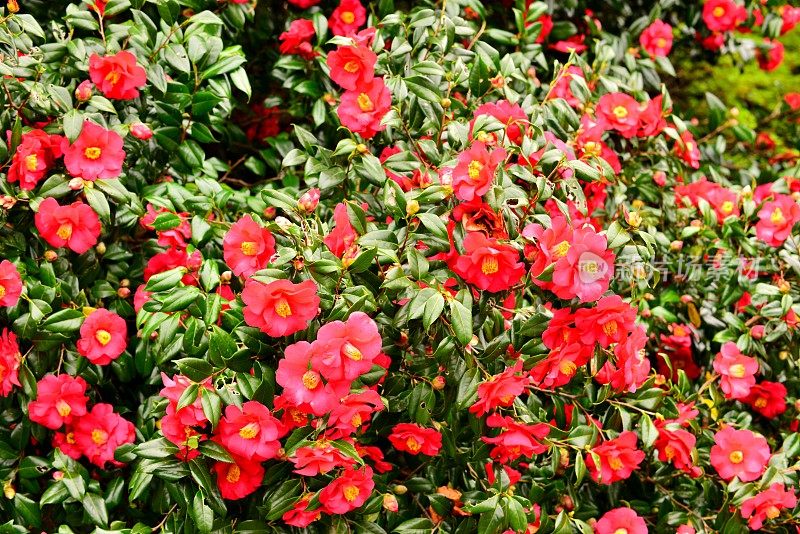 茶花/日本茶花